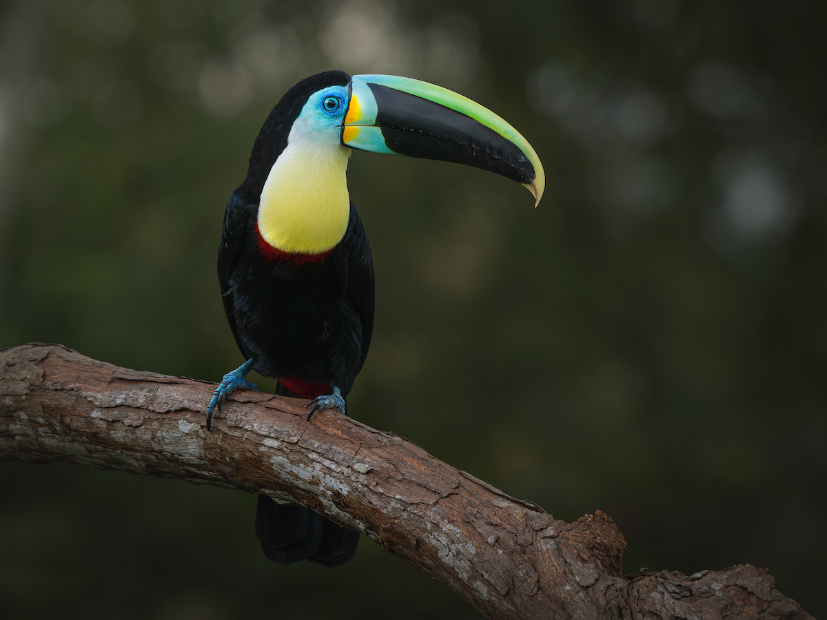 Channel-billed Toucan - ML627479133