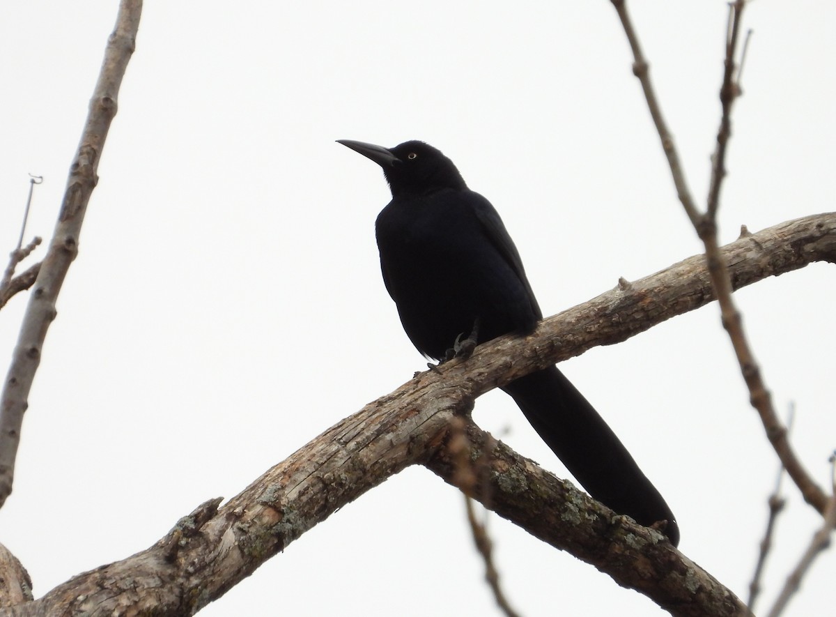 Great-tailed Grackle - ML627479253