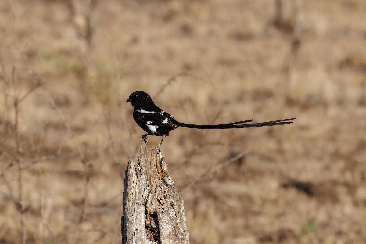 Magpie Shrike - ML627479266