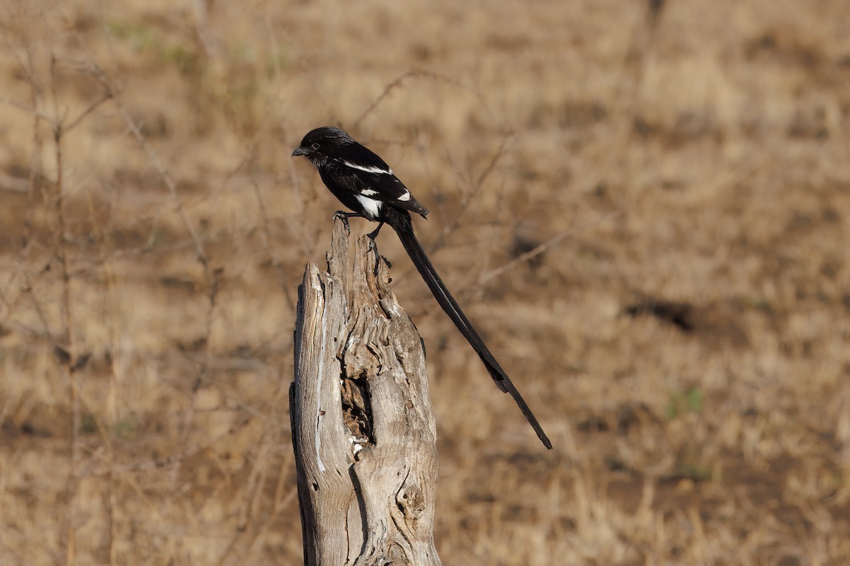 Magpie Shrike - ML627479267