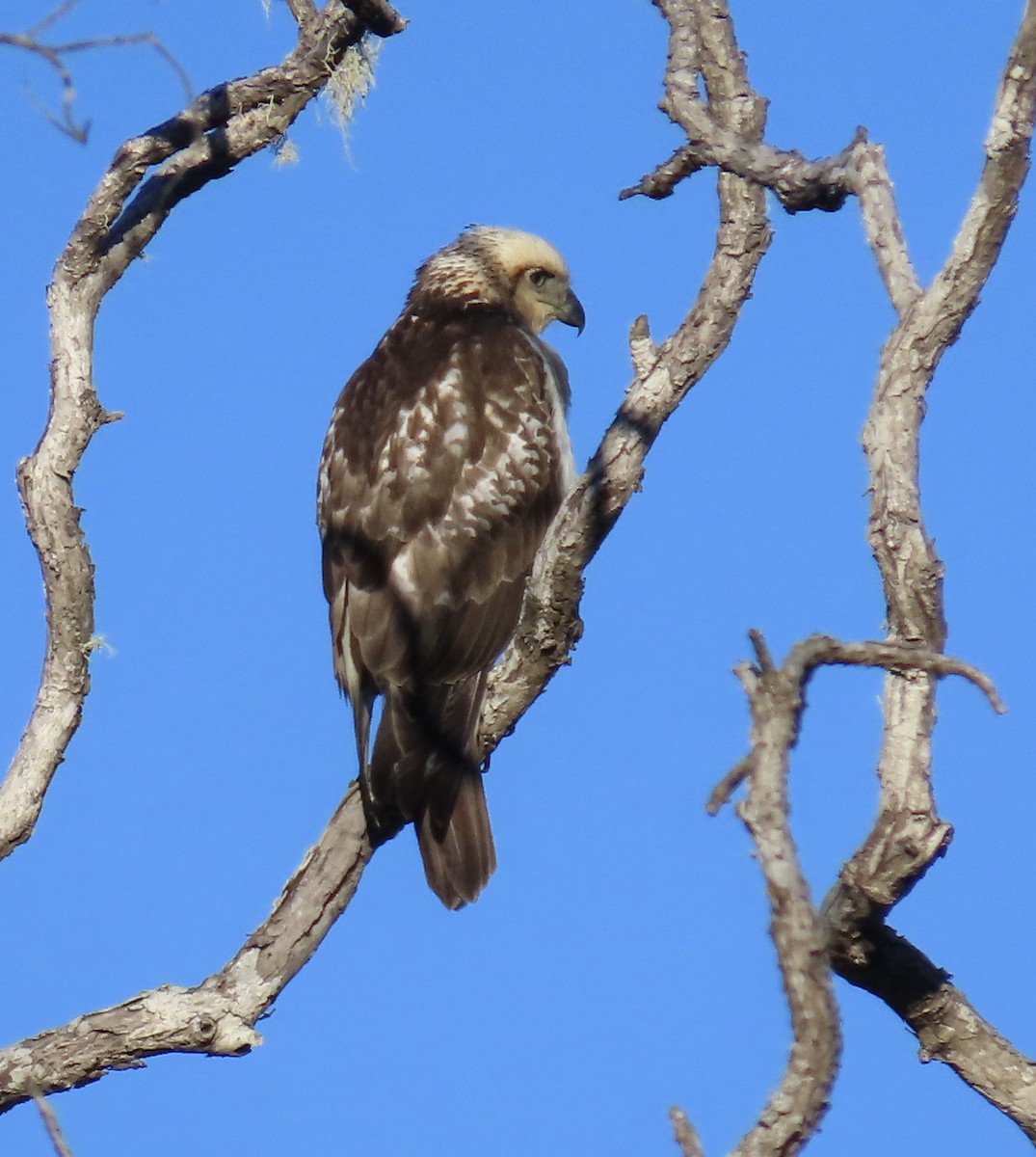 Hawaiian Hawk - ML627479293