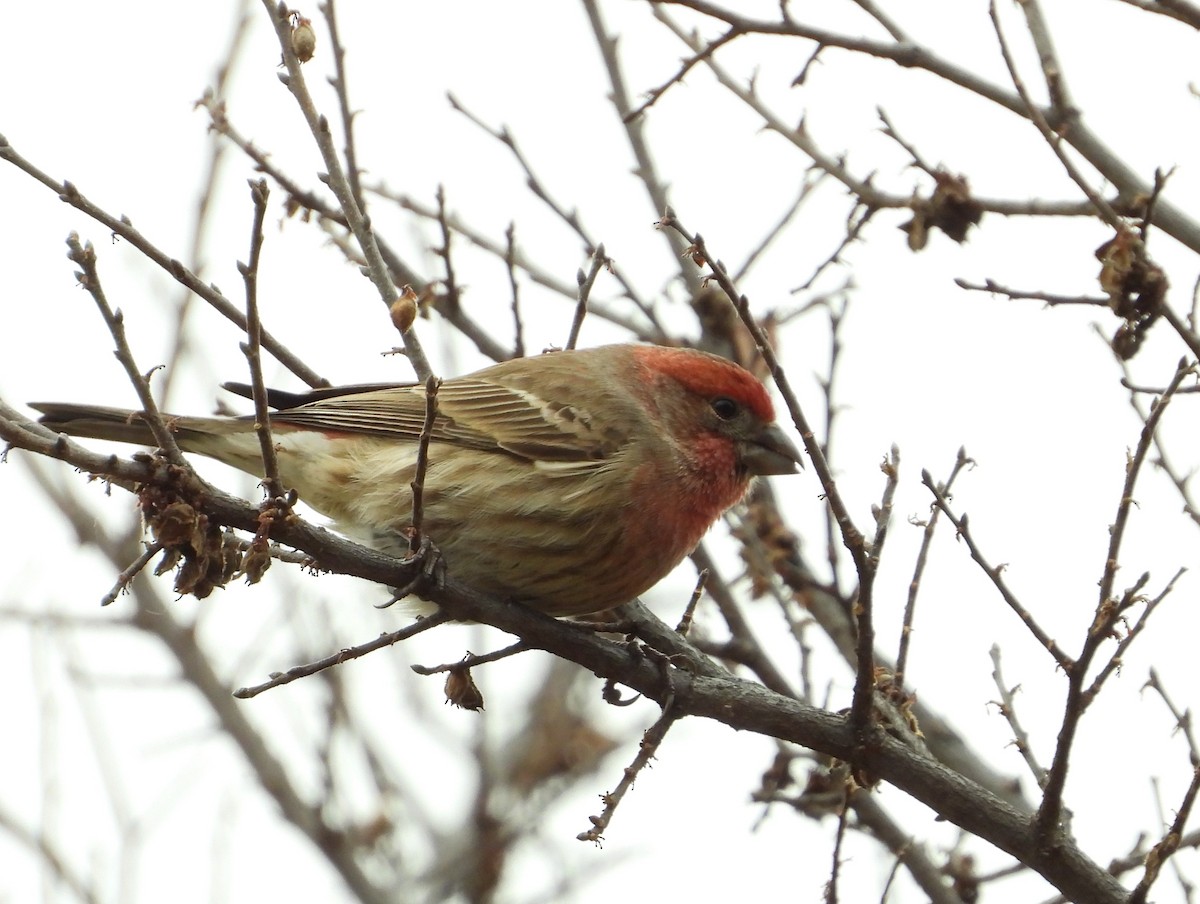 House Finch - ML627479305