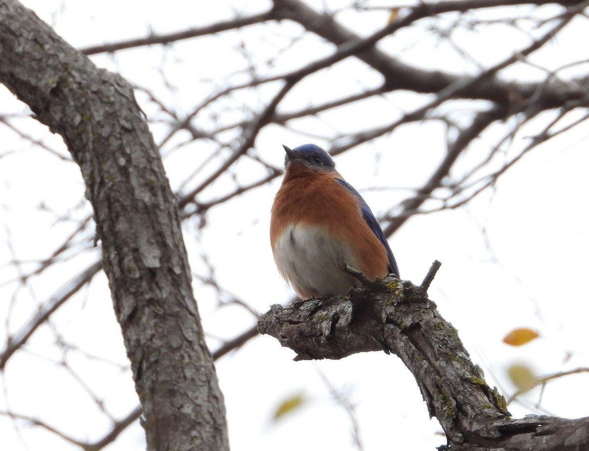 Eastern Bluebird - ML627479350