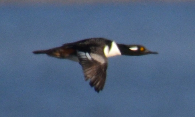 Hooded Merganser - ML627479352