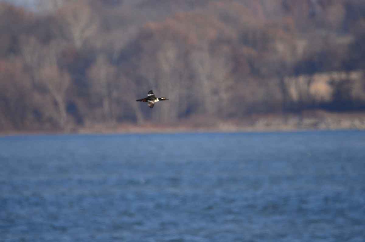 Hooded Merganser - ML627479354