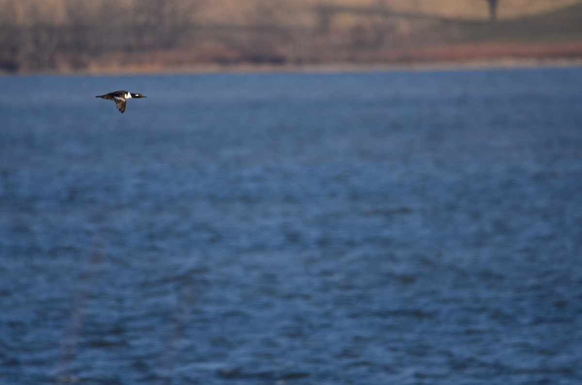 Hooded Merganser - ML627479355