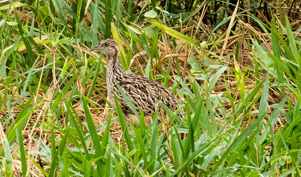 White-bellied Nothura - ML627479386