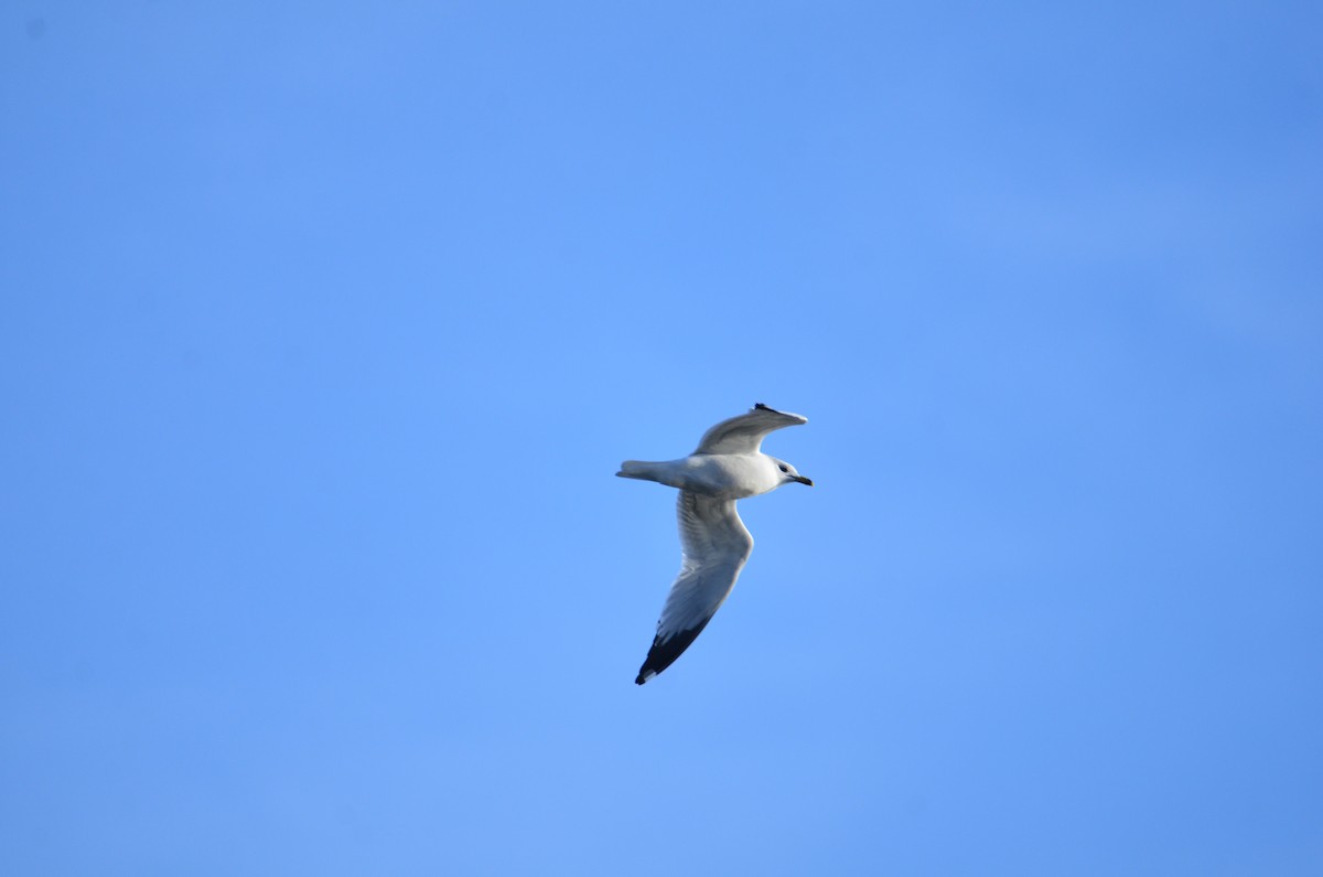 Ring-billed Gull - ML627479387