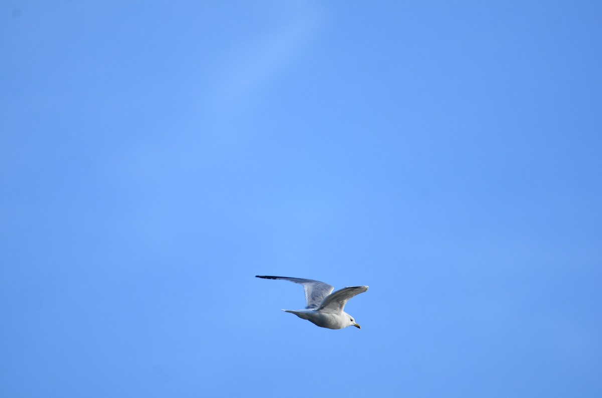 Ring-billed Gull - ML627479388