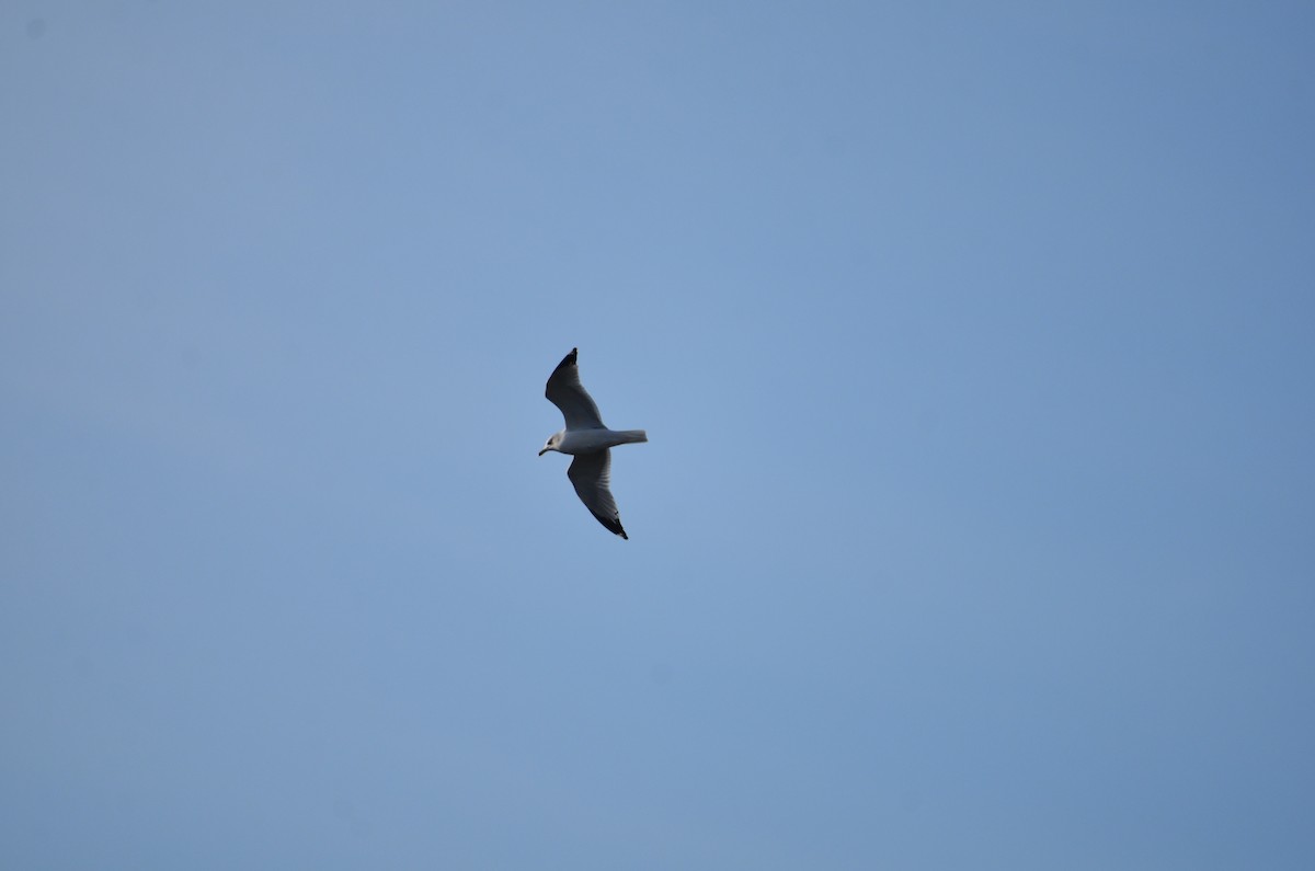 Ring-billed Gull - ML627479389