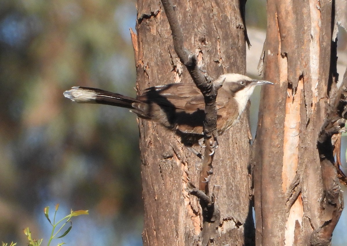 Gray-crowned Babbler - ML627479404