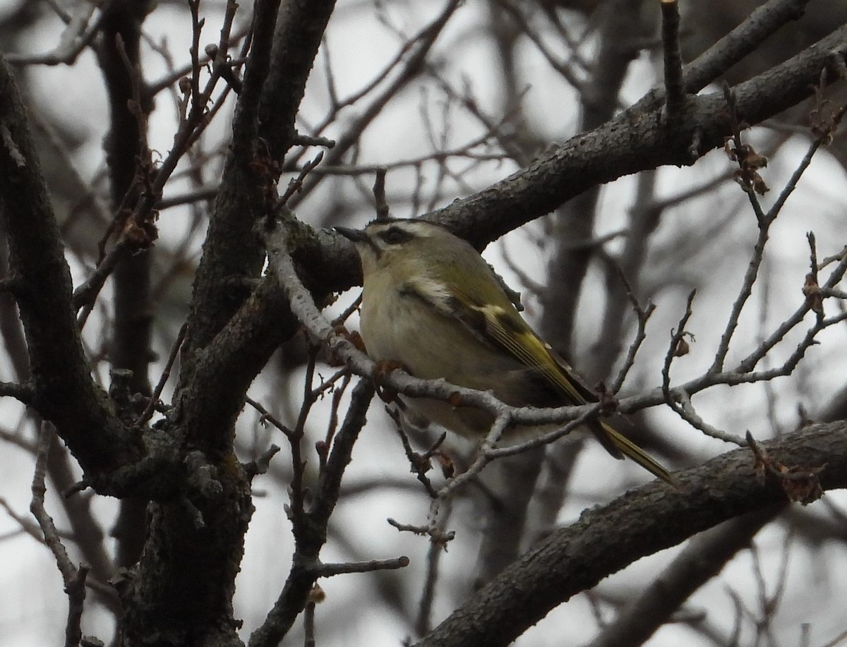 Golden-crowned Kinglet - ML627479420