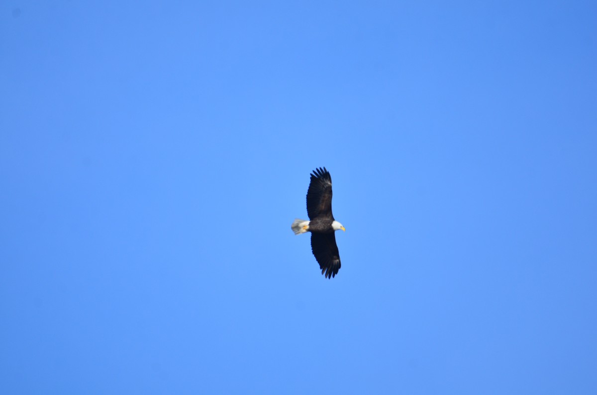 Bald Eagle - ML627479430