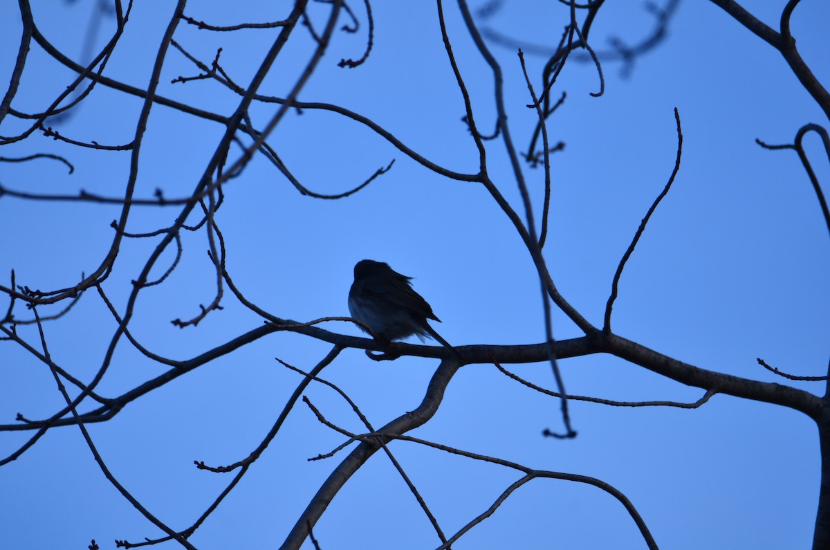 Dark-eyed Junco - ML627479449