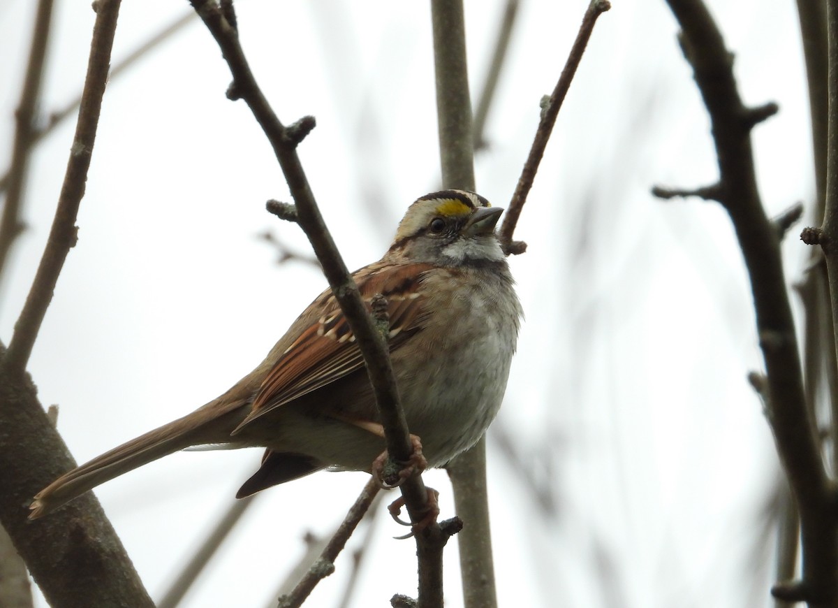 White-throated Sparrow - ML627479470