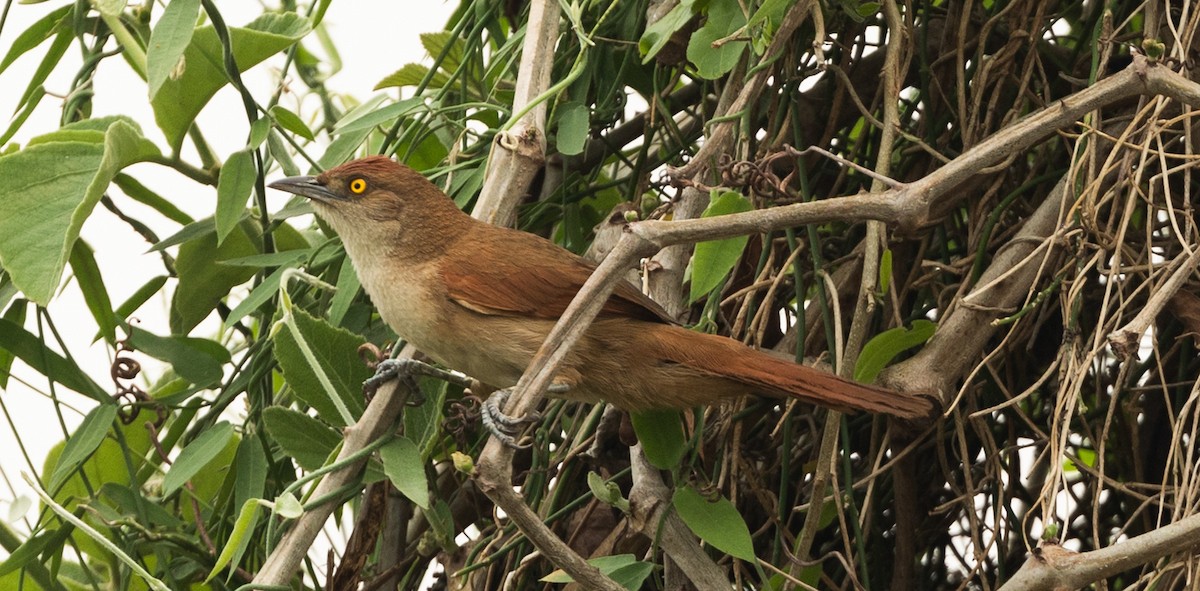 Greater Thornbird - Sonja Sorbo