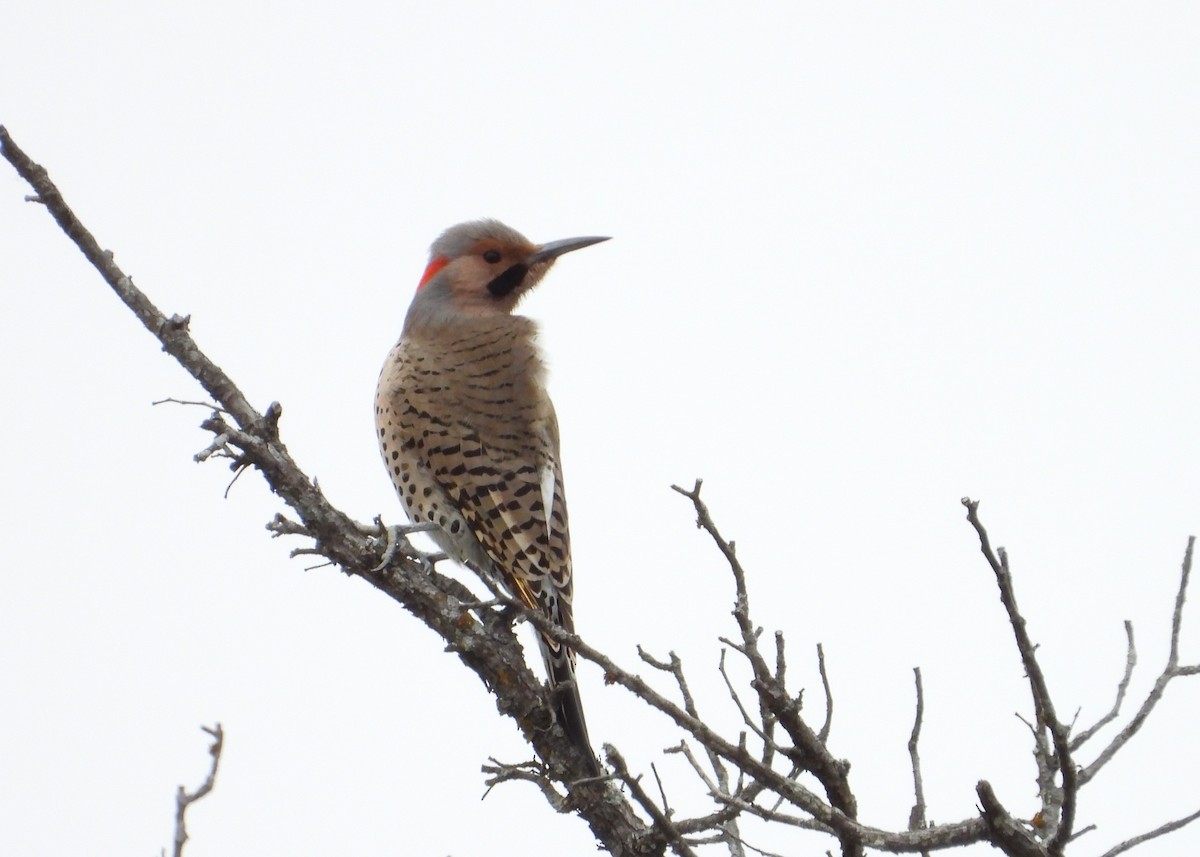 Northern Flicker (Yellow-shafted) - ML627479601