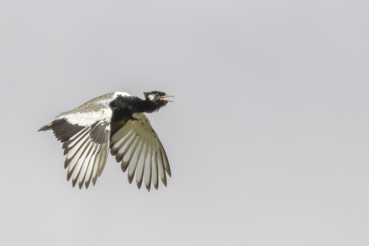 White-quilled Bustard - ML627479755