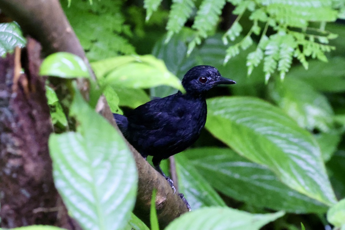 Stub-tailed Antbird - ML627479761