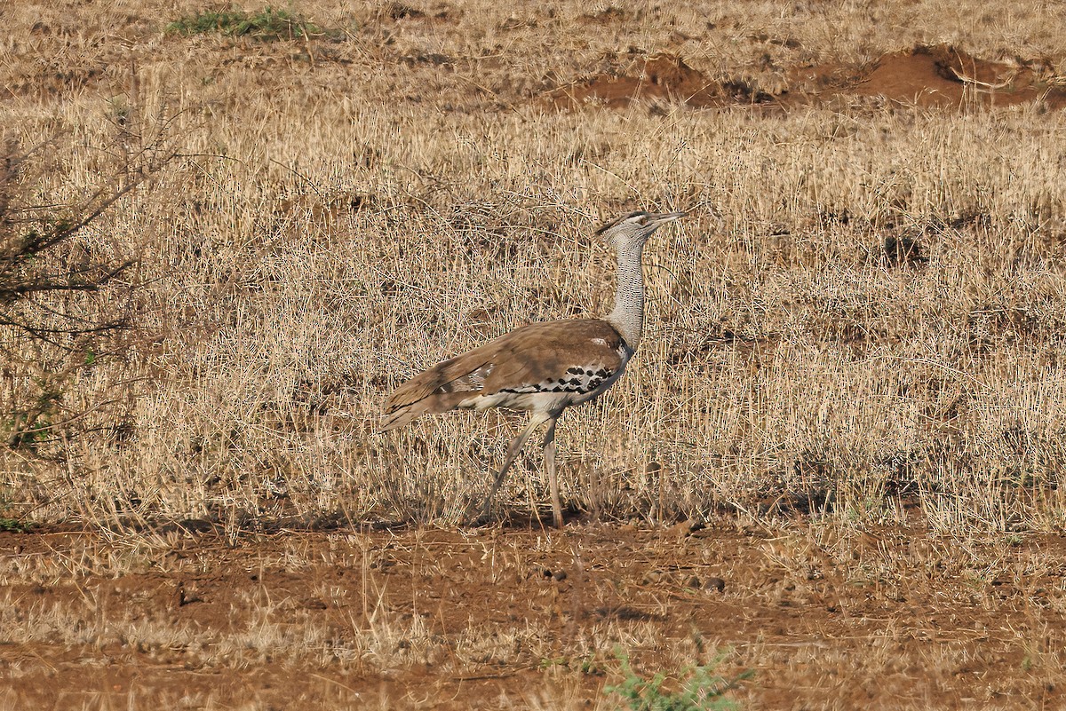 Kori Bustard - ML627479835