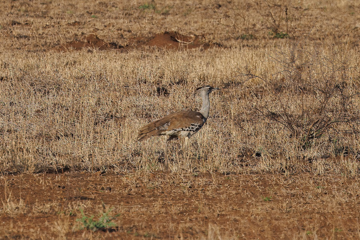 Kori Bustard - ML627479836