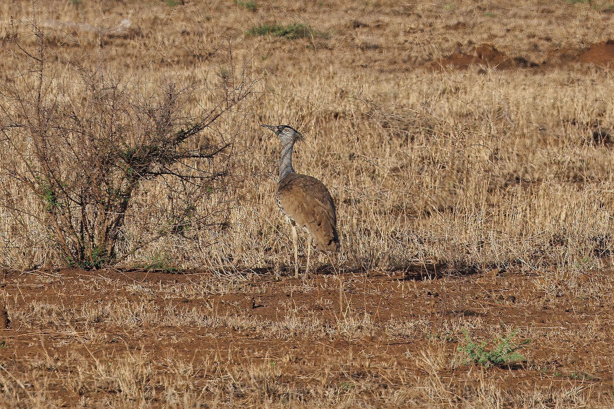 Kori Bustard - ML627479837