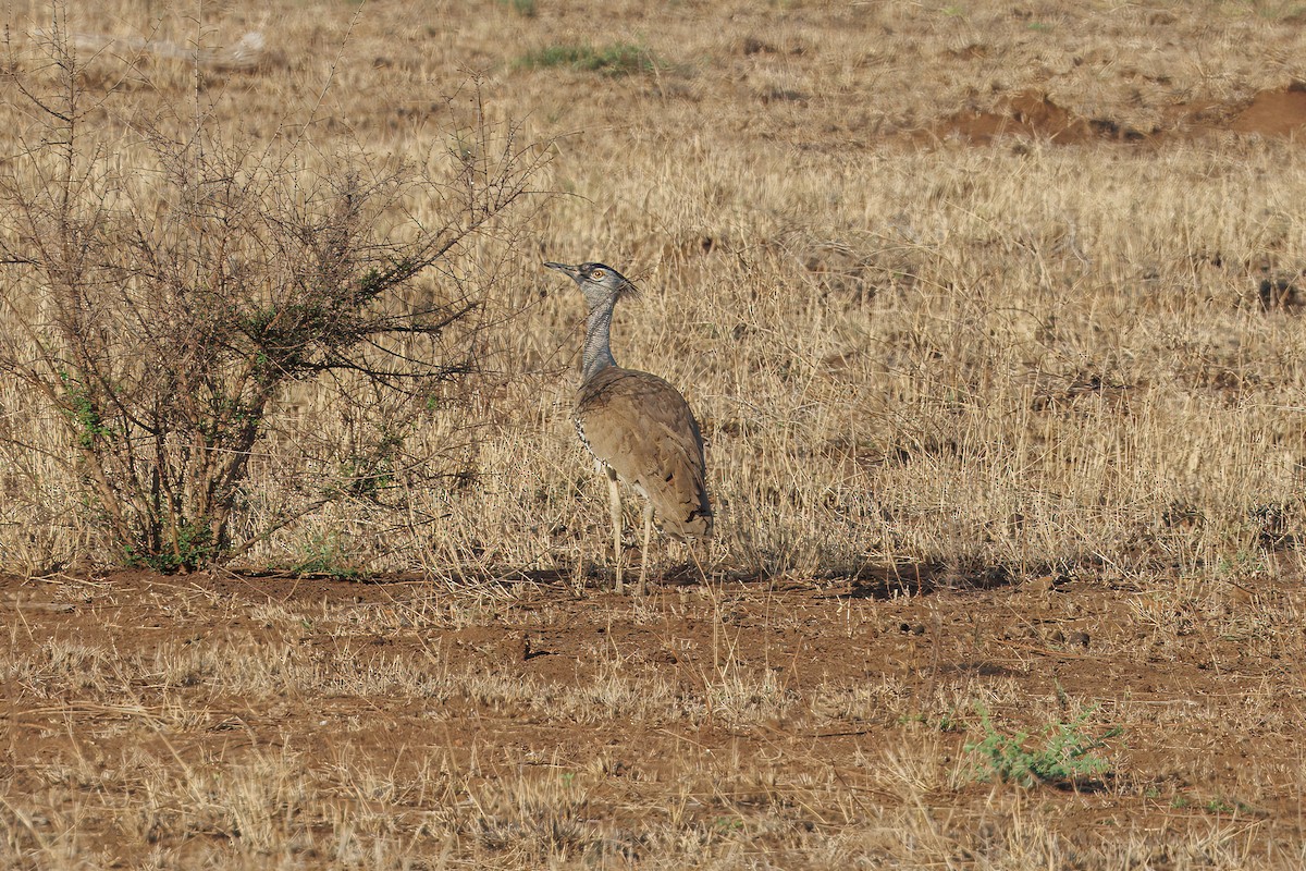 Kori Bustard - ML627479838