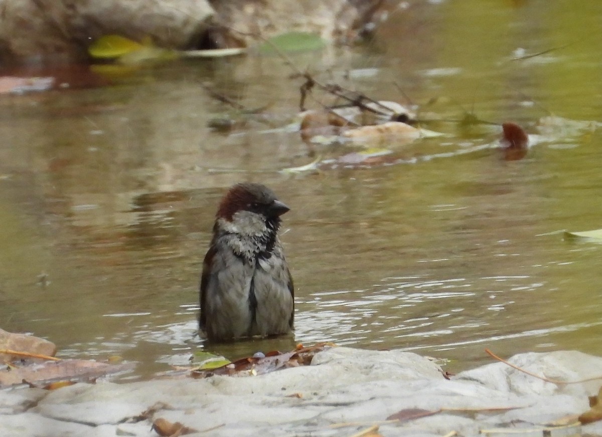 House Sparrow - ML627479877