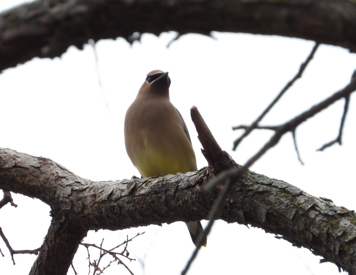 Cedar Waxwing - ML627479924