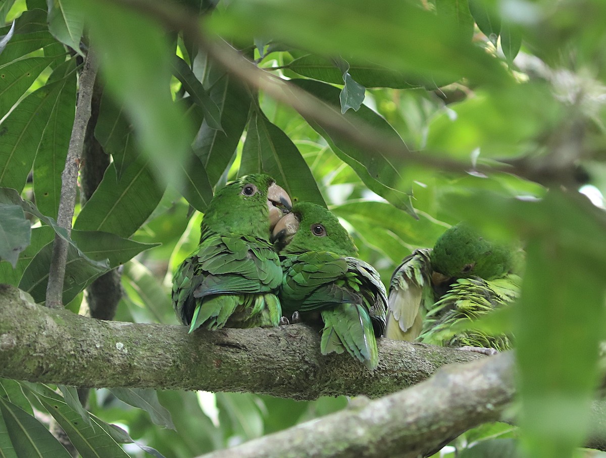 Pacific Parakeet - ML627479981