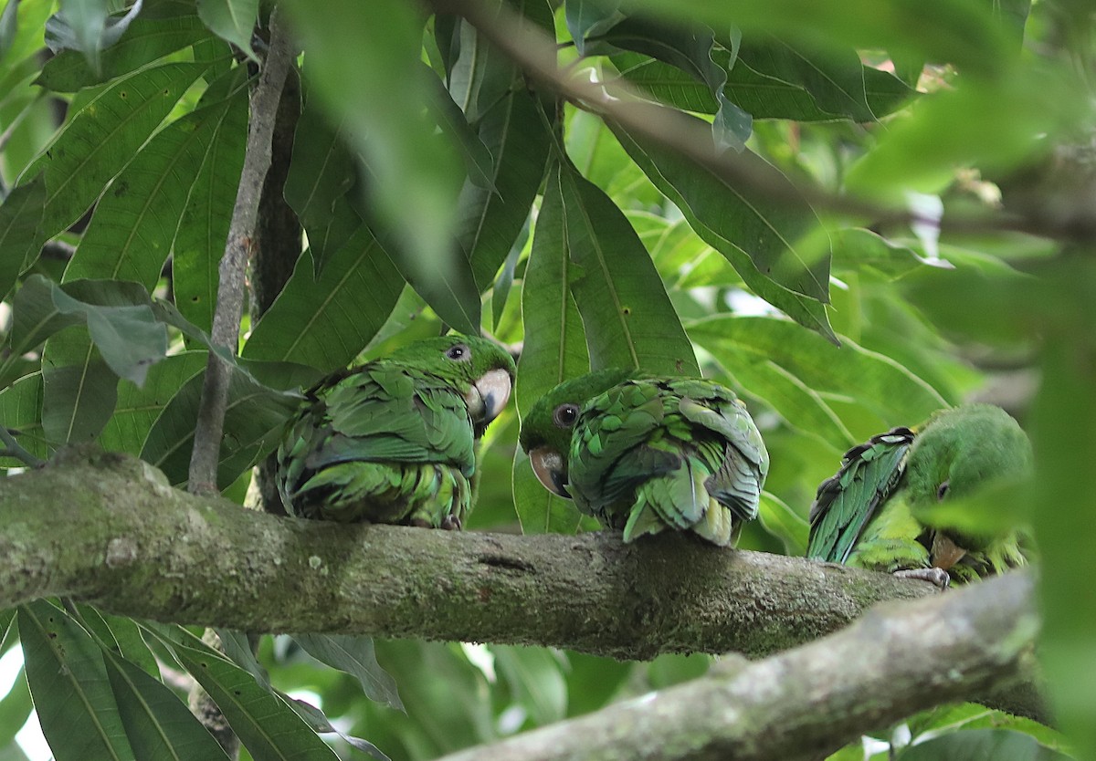 Pacific Parakeet - ML627479982