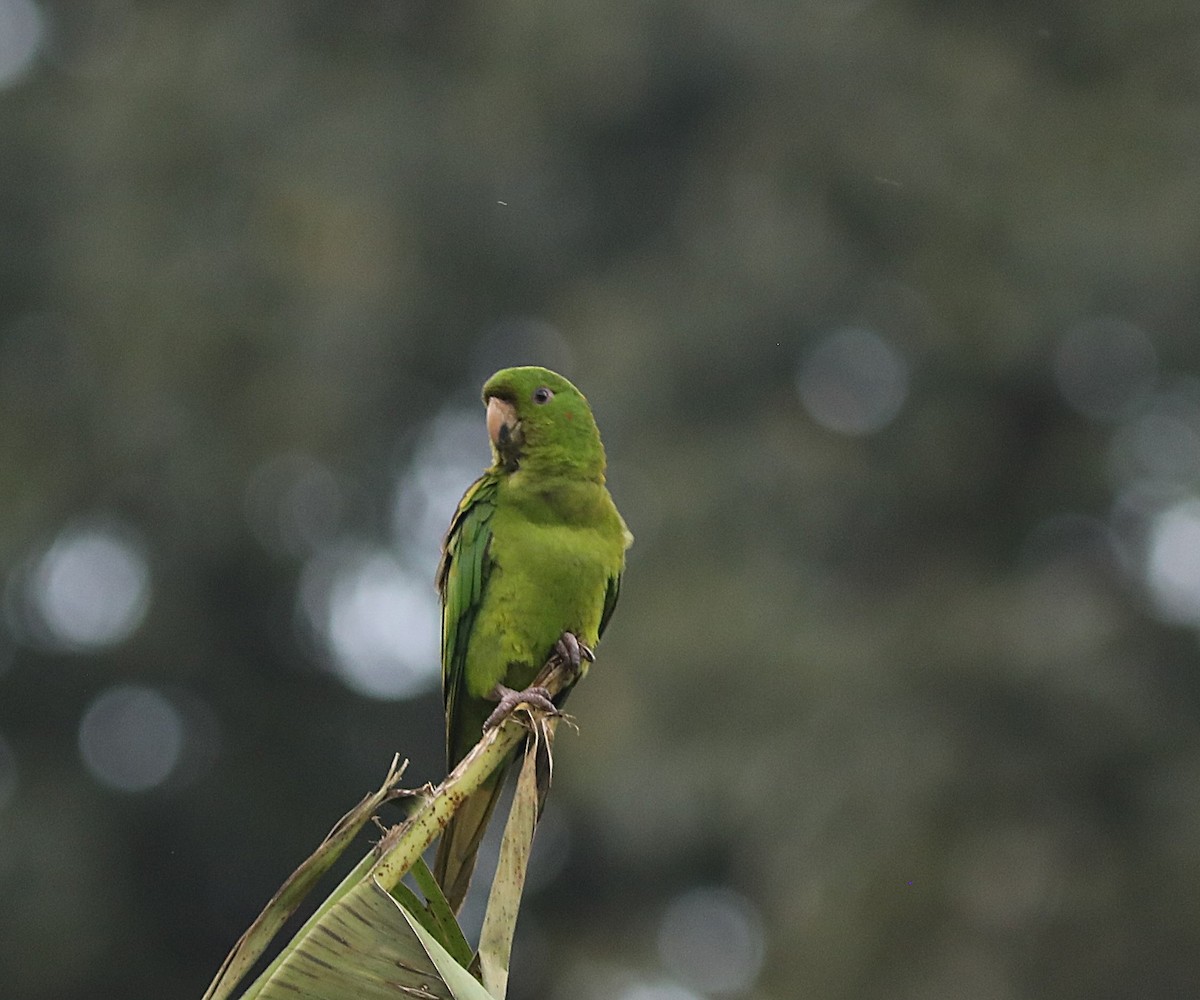 Pacific Parakeet - ML627479983