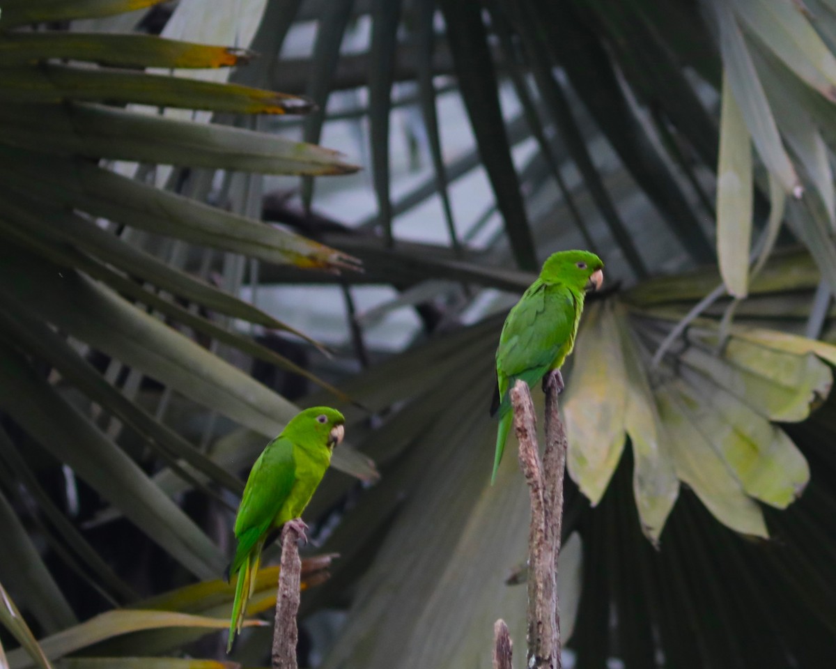 Pacific Parakeet - ML627479984