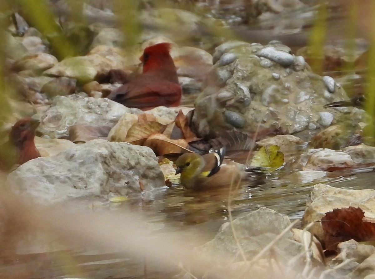 American Goldfinch - ML627480019