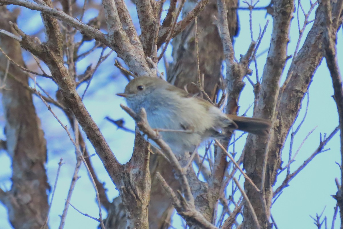 Tasmanian Thornbill - ML627480053