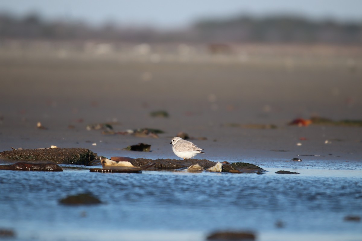 Piping Plover - ML627480074