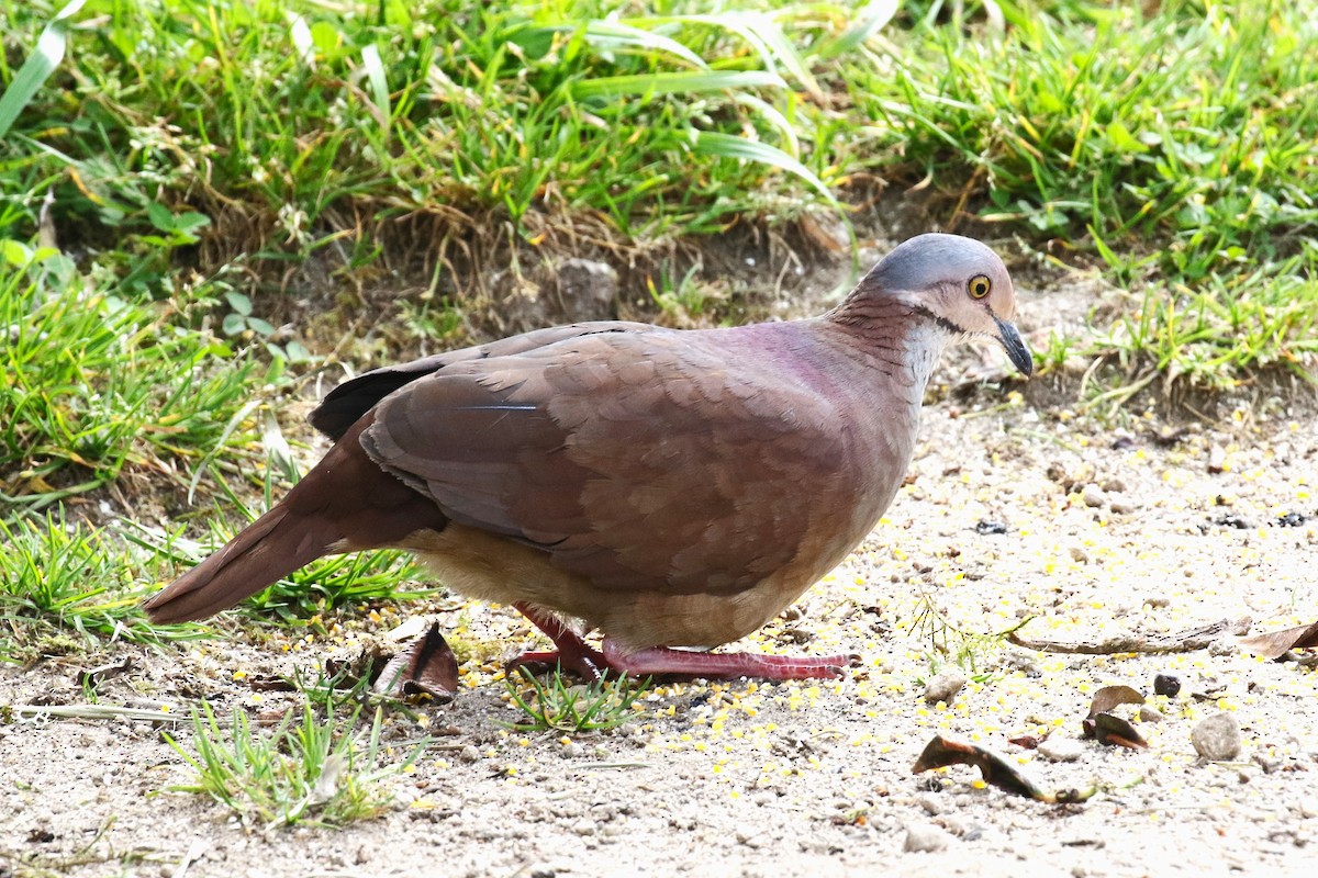 White-throated Quail-Dove - ML627480104