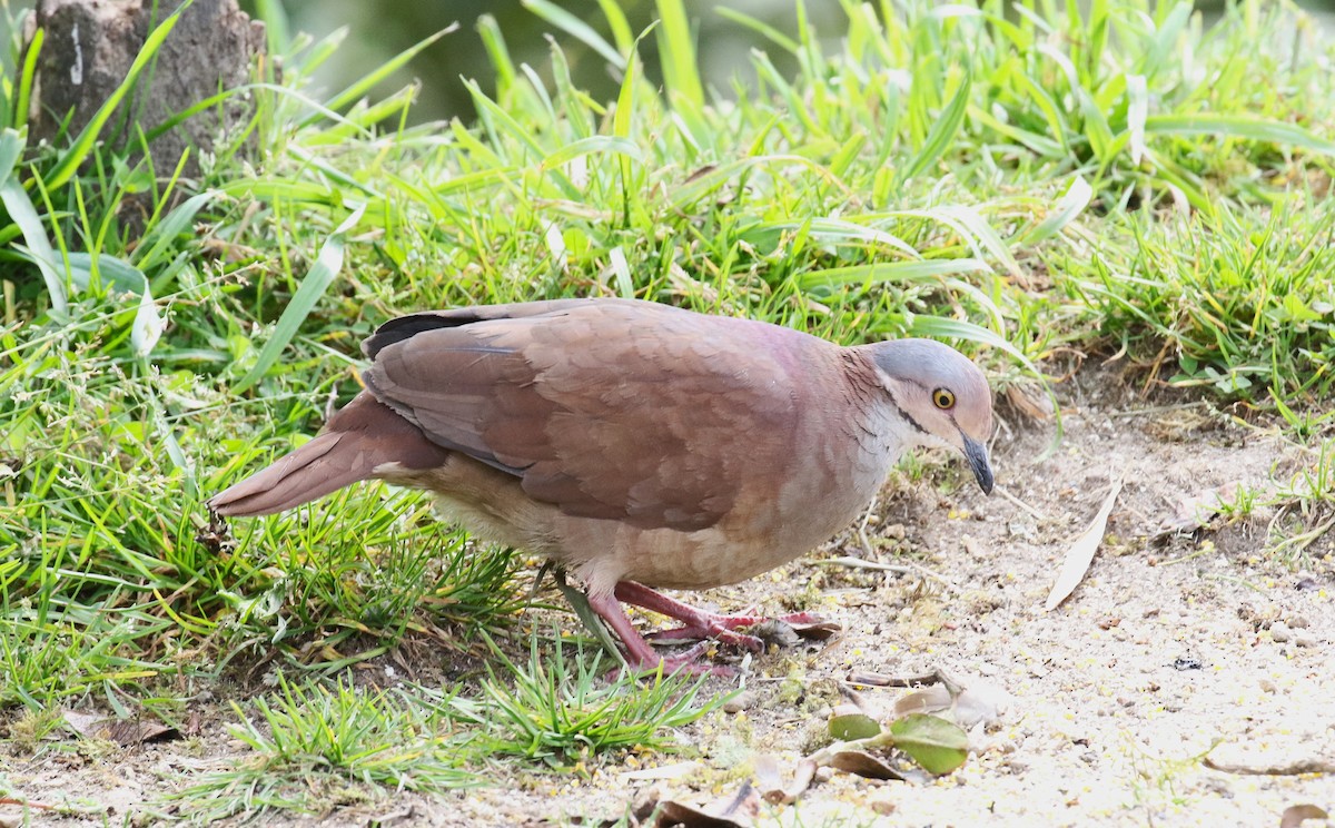 White-throated Quail-Dove - ML627480106