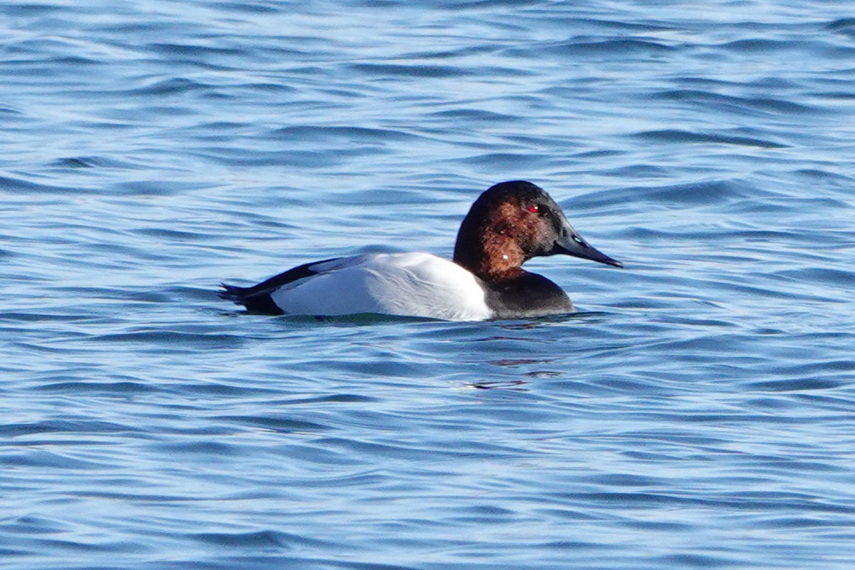 Canvasback - ML627480129