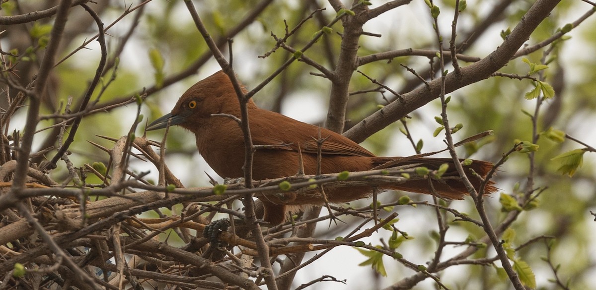 Rufous Cacholote - ML627480192