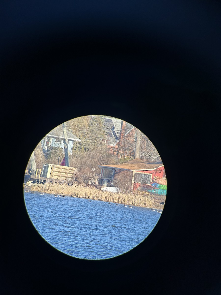 Pink-footed Goose - ML627480205