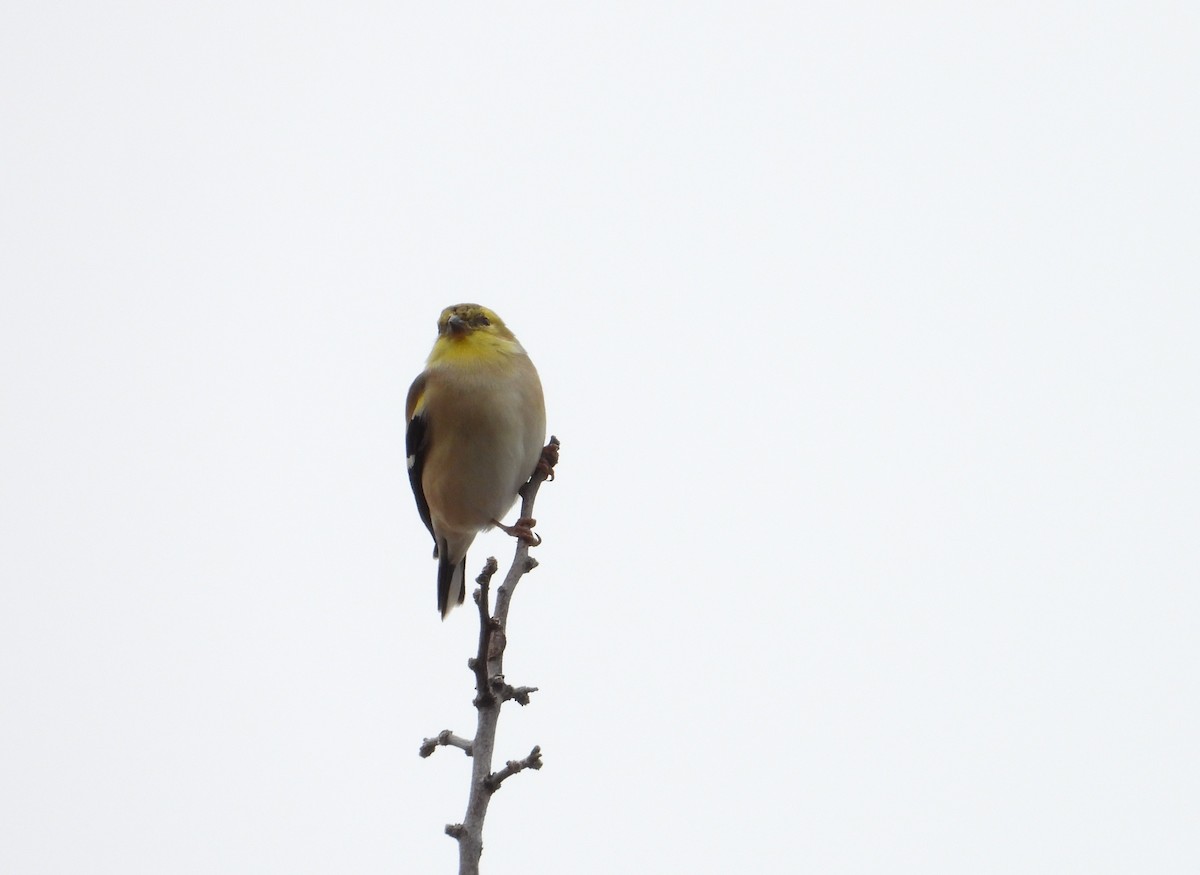 American Goldfinch - ML627480236