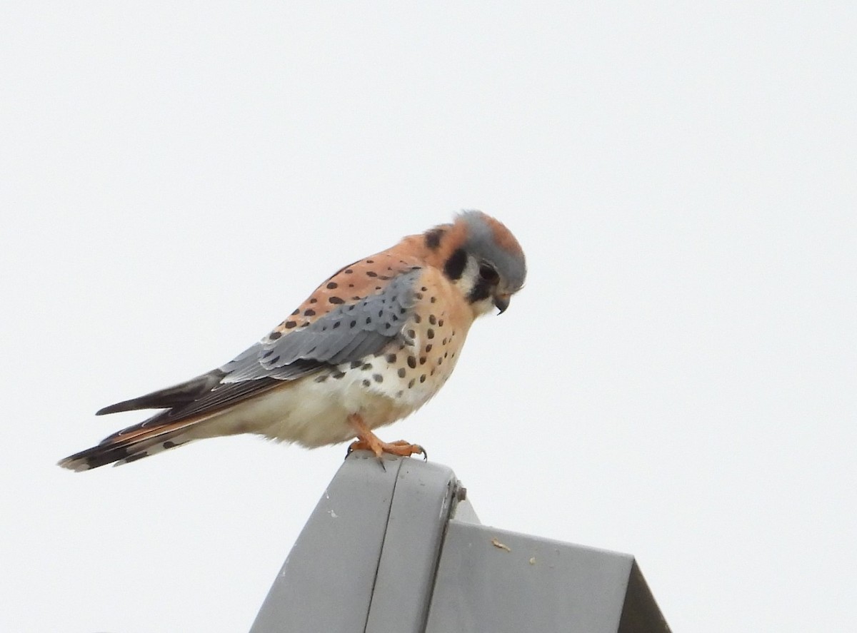 American Kestrel - ML627480307