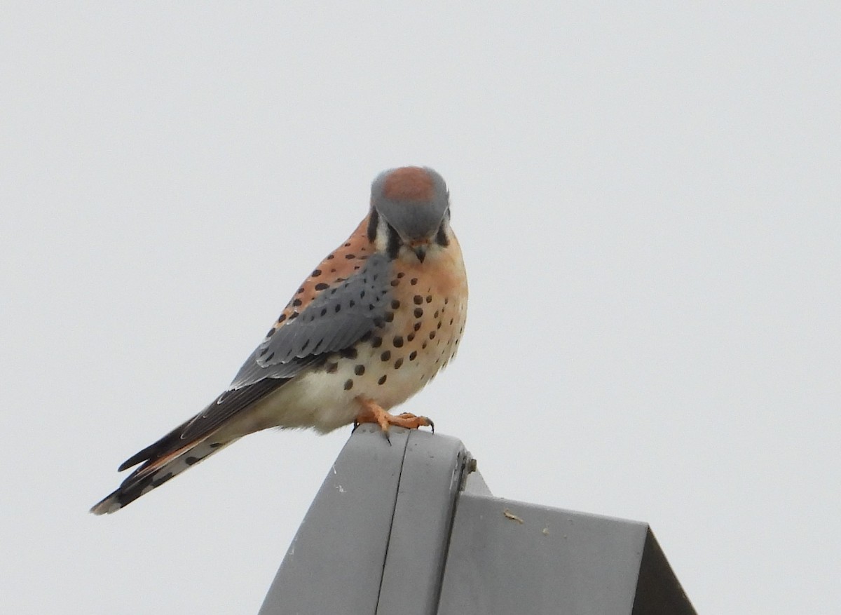 American Kestrel - ML627480358