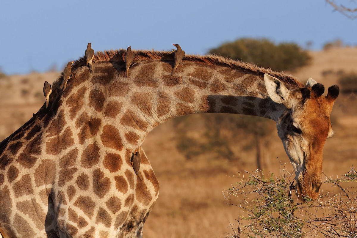 Yellow-billed Oxpecker - ML627480418