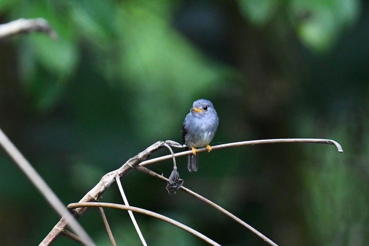 Yellow-footed Flycatcher - ML627480436