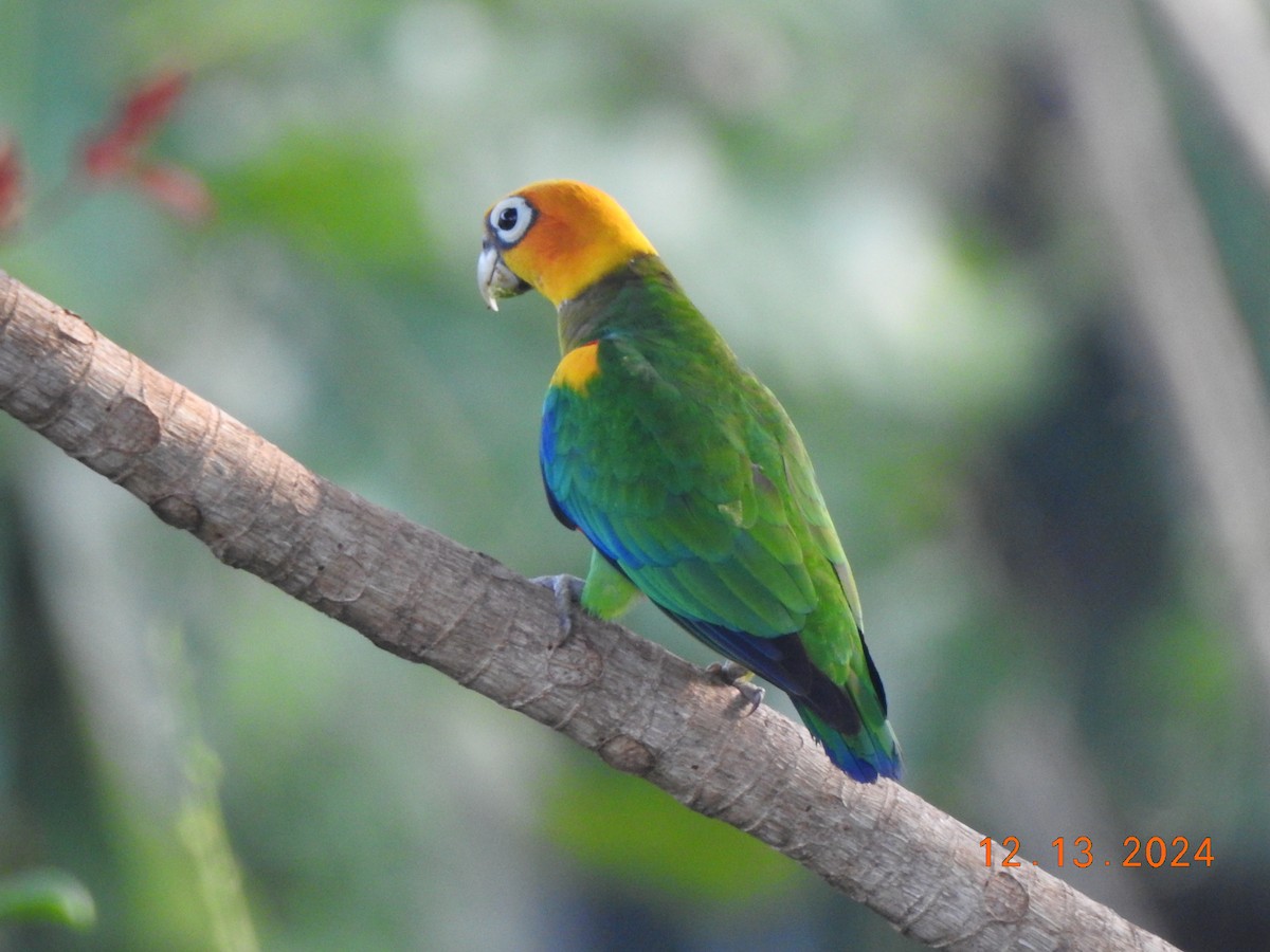Saffron-headed Parrot - ML627480672