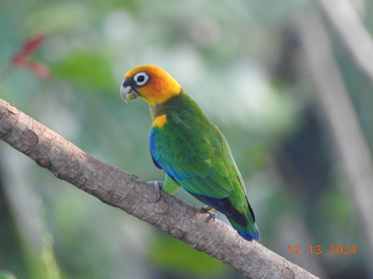 Saffron-headed Parrot - ML627480673