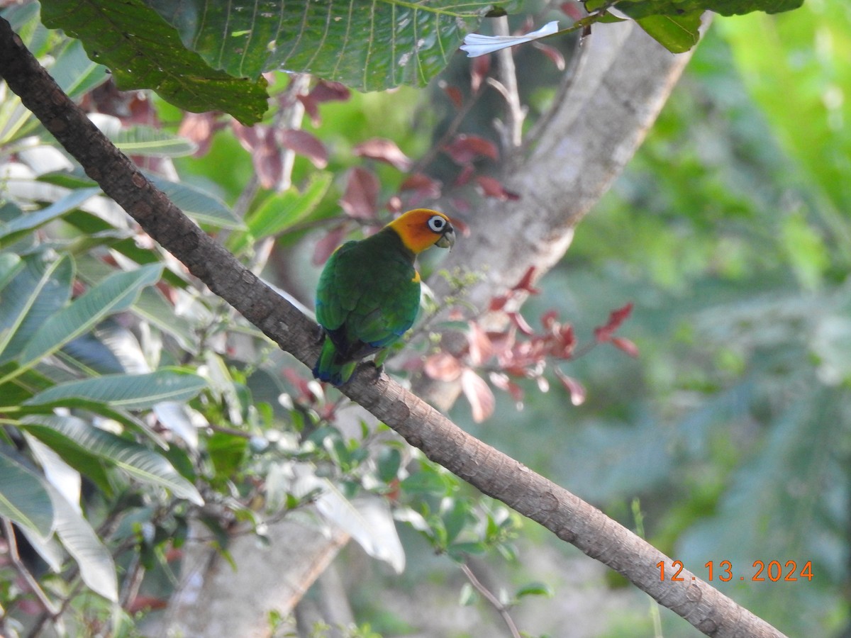 Saffron-headed Parrot - ML627480676