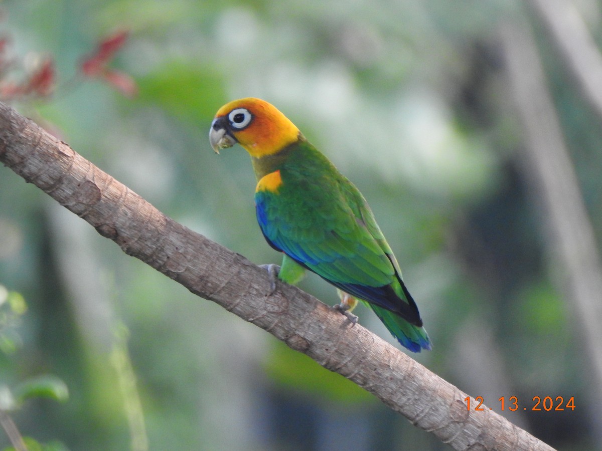 Saffron-headed Parrot - ML627480678